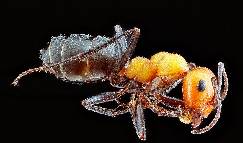 Ant Control service in Pasco, WA