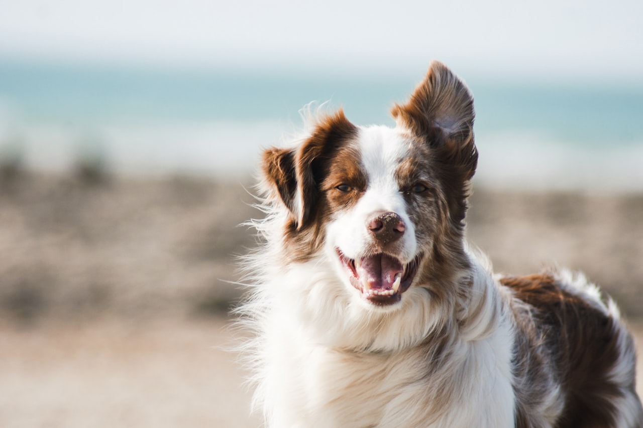 Flea & Tick Control service in Pasco, WA
