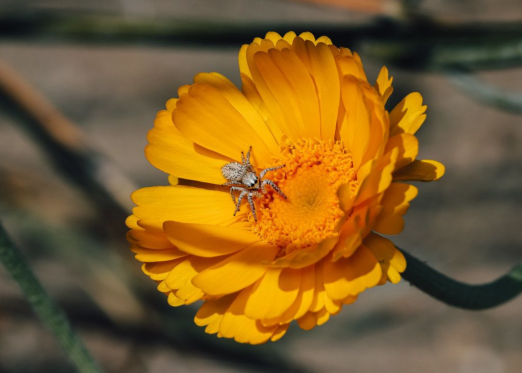 Spider Control service in Pasco, WA
